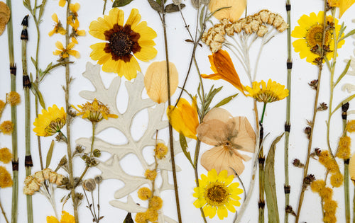 Botanical Series N° 1, geperste bloemen in kader, foto 2