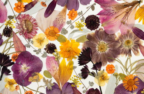 Botanical Series N° 12, geperste bloemen in kader, foto 2