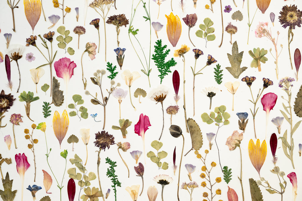 Botanical Series N° 13, geperste bloemen in kader, foto 2