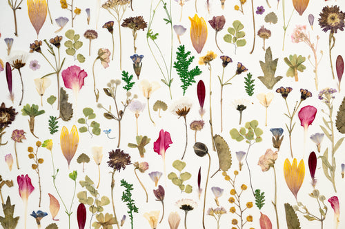 Botanical Series N° 13, geperste bloemen in kader, foto 2
