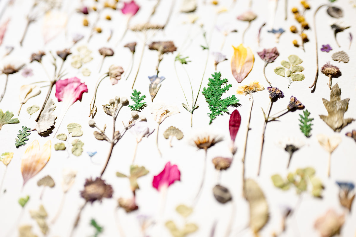 Botanical Series N° 13, geperste bloemen in kader, foto 3