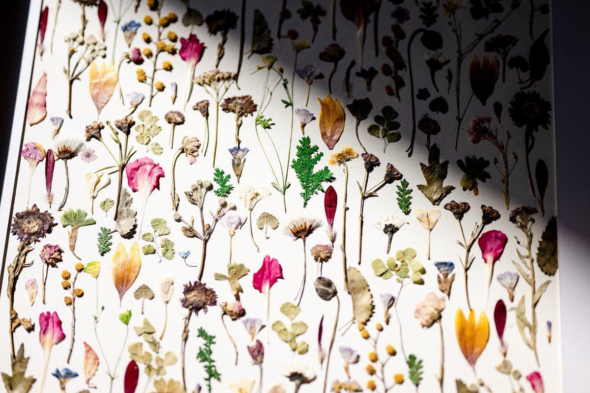 Botanical Series N° 13, geperste bloemen in kader, foto 4