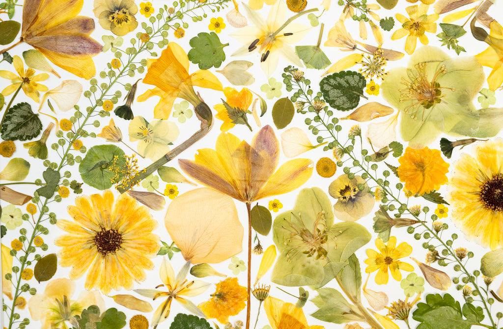 Botanical Series N° 15, geperste bloemen in kader, foto 2