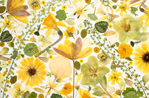 Botanical Series N° 15, geperste bloemen in kader, foto 2