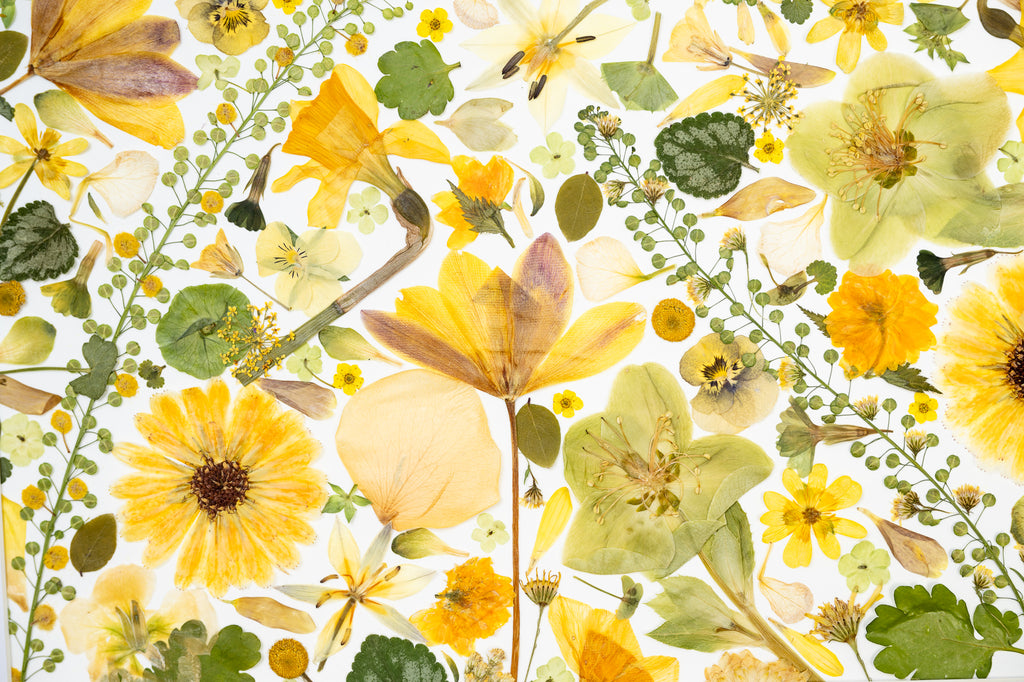 Botanical Series N° 15, geperste bloemen in kader, foto 4