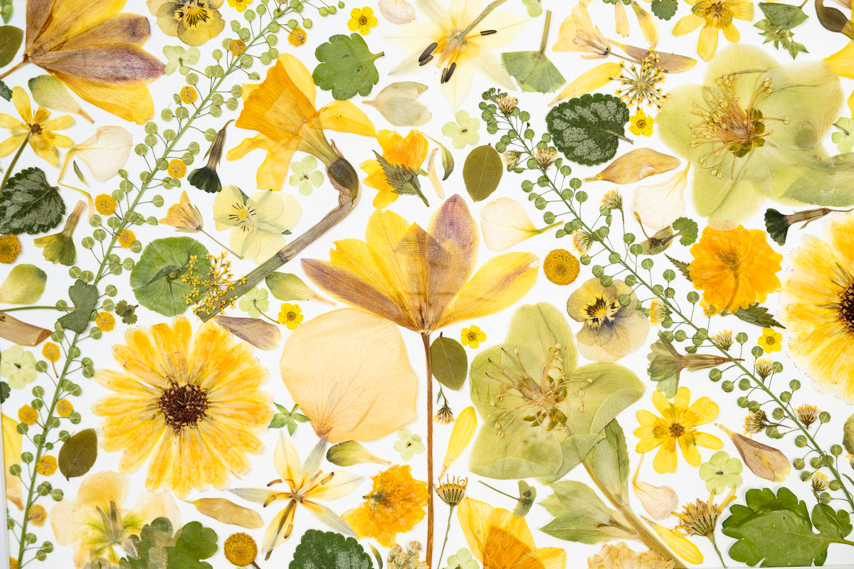 Botanical Series N° 15, geperste bloemen in kader, foto 4