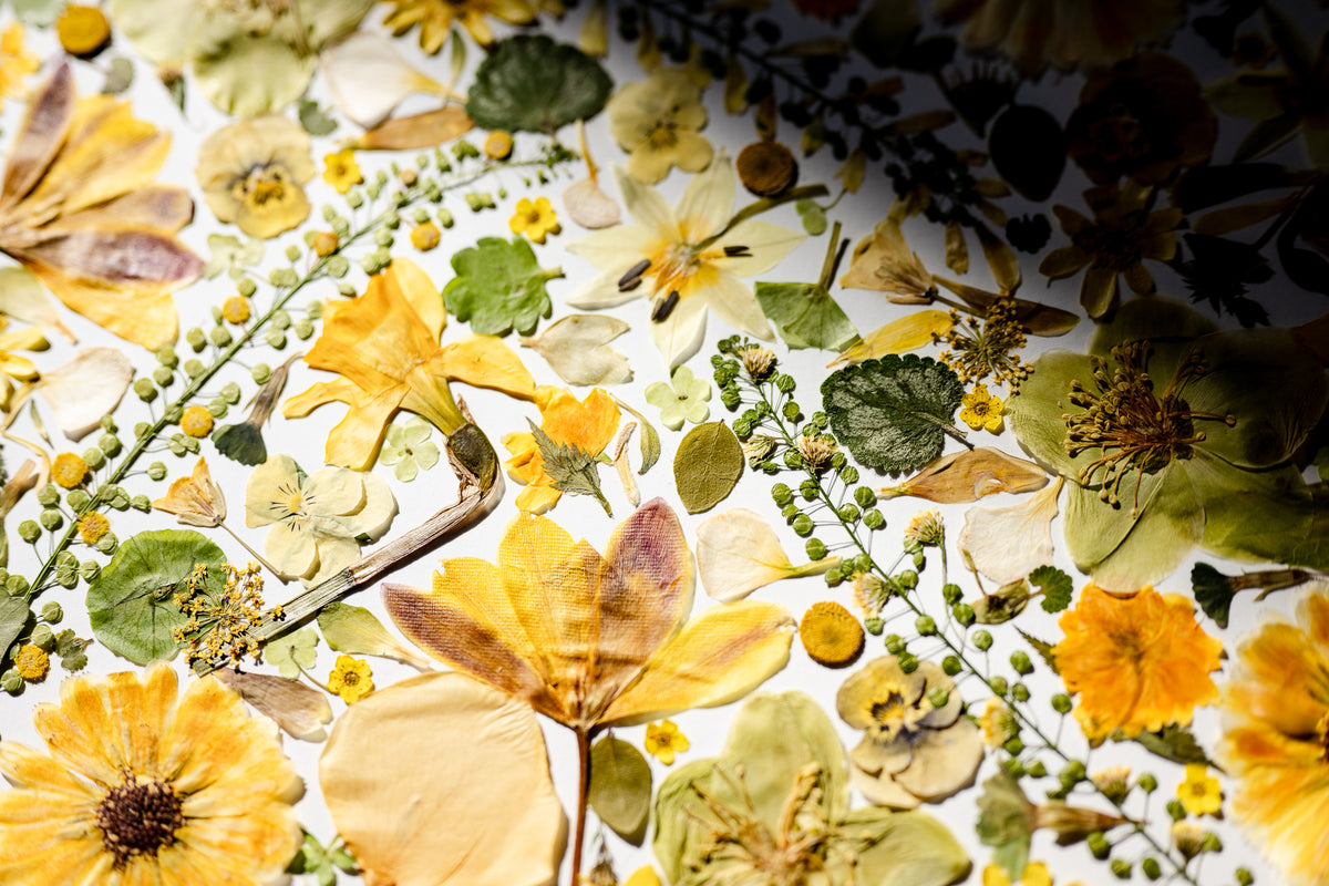 Botanical Series N° 15, geperste bloemen in kader, foto 6