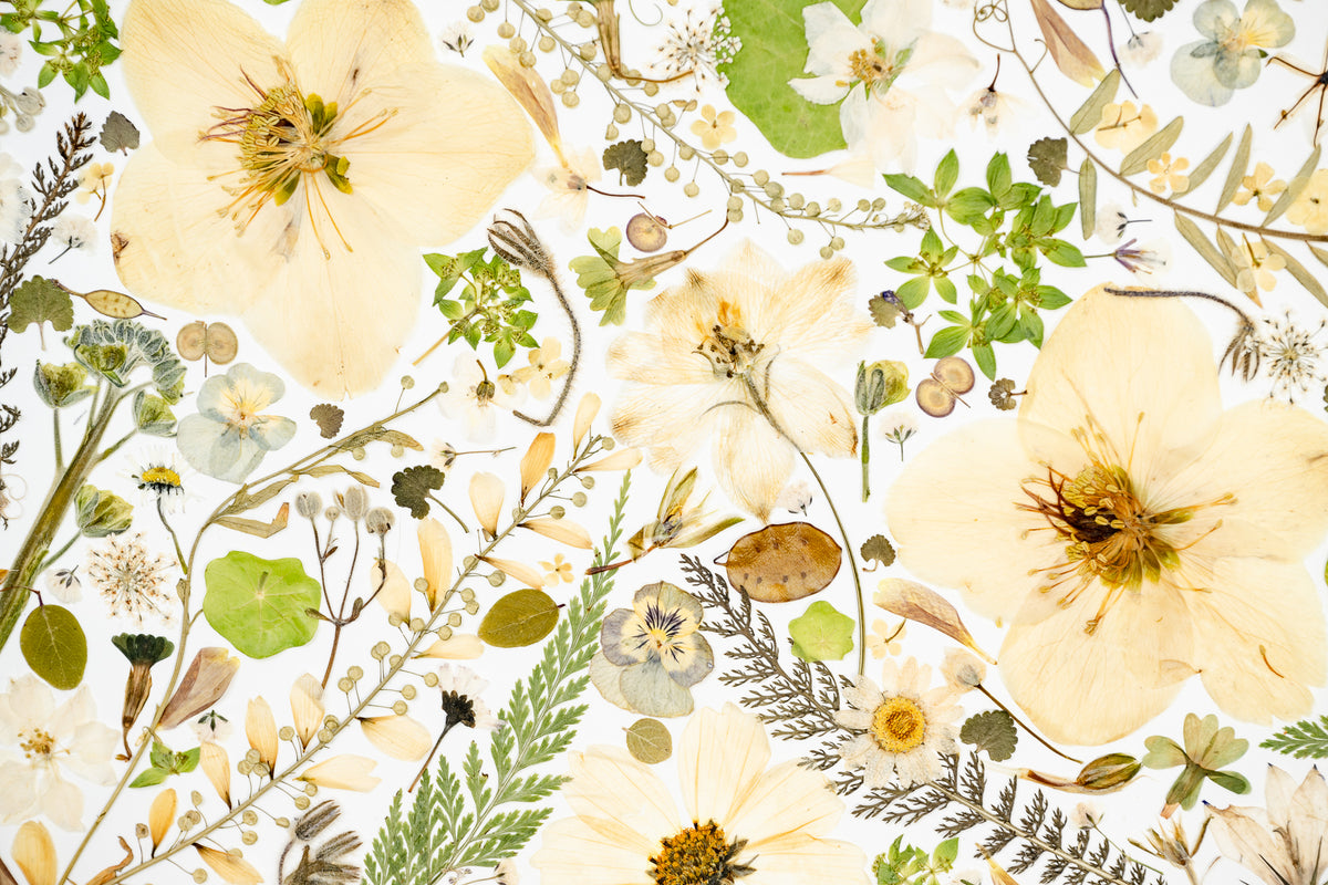 Botanical Series N° 16, geperste bloemen in kader, foto 2