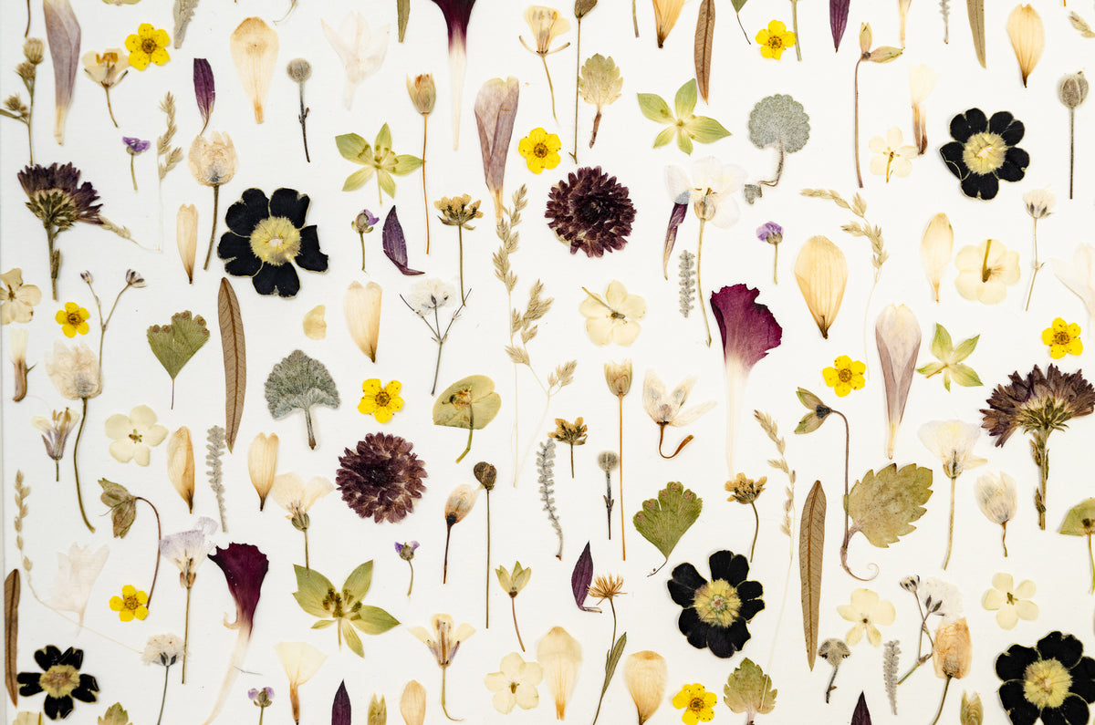 Botanical Series N° 21, geperste bloemen in kader, foto 2