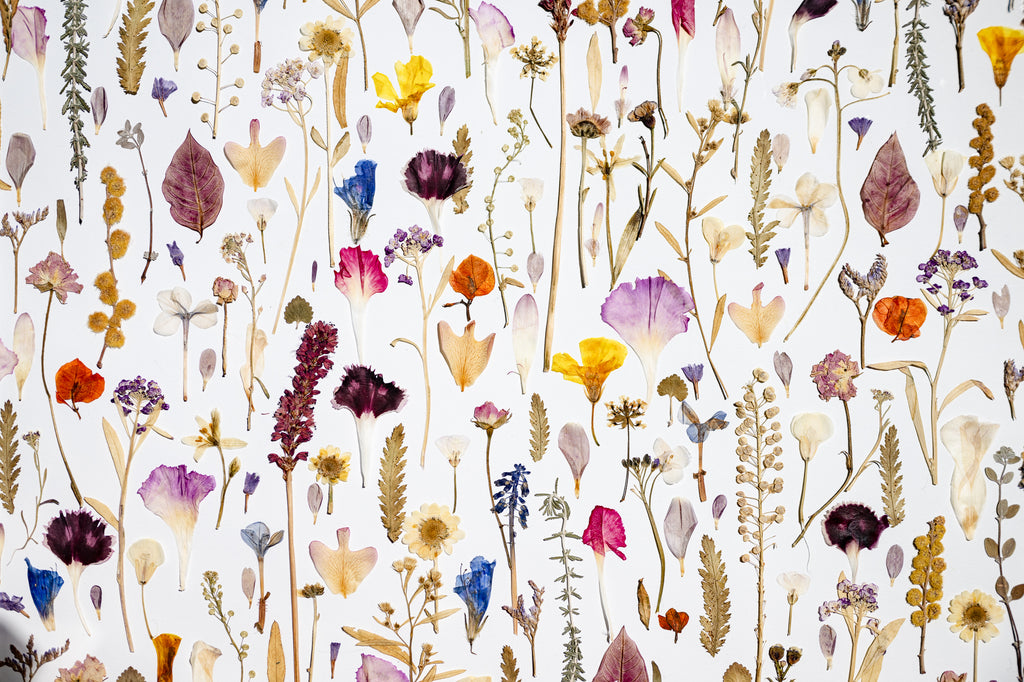Botanical Series N° 22, geperste bloemen in kader, foto 5