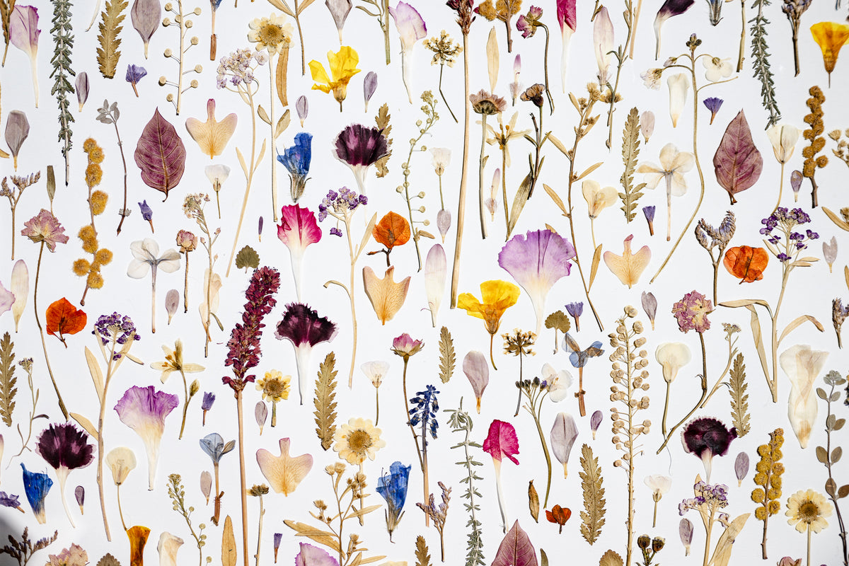 Botanical Series N° 22, geperste bloemen in kader, foto 5