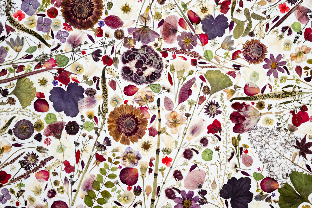 Botanical Series N° 25, geperste bloemen in kader, foto 2