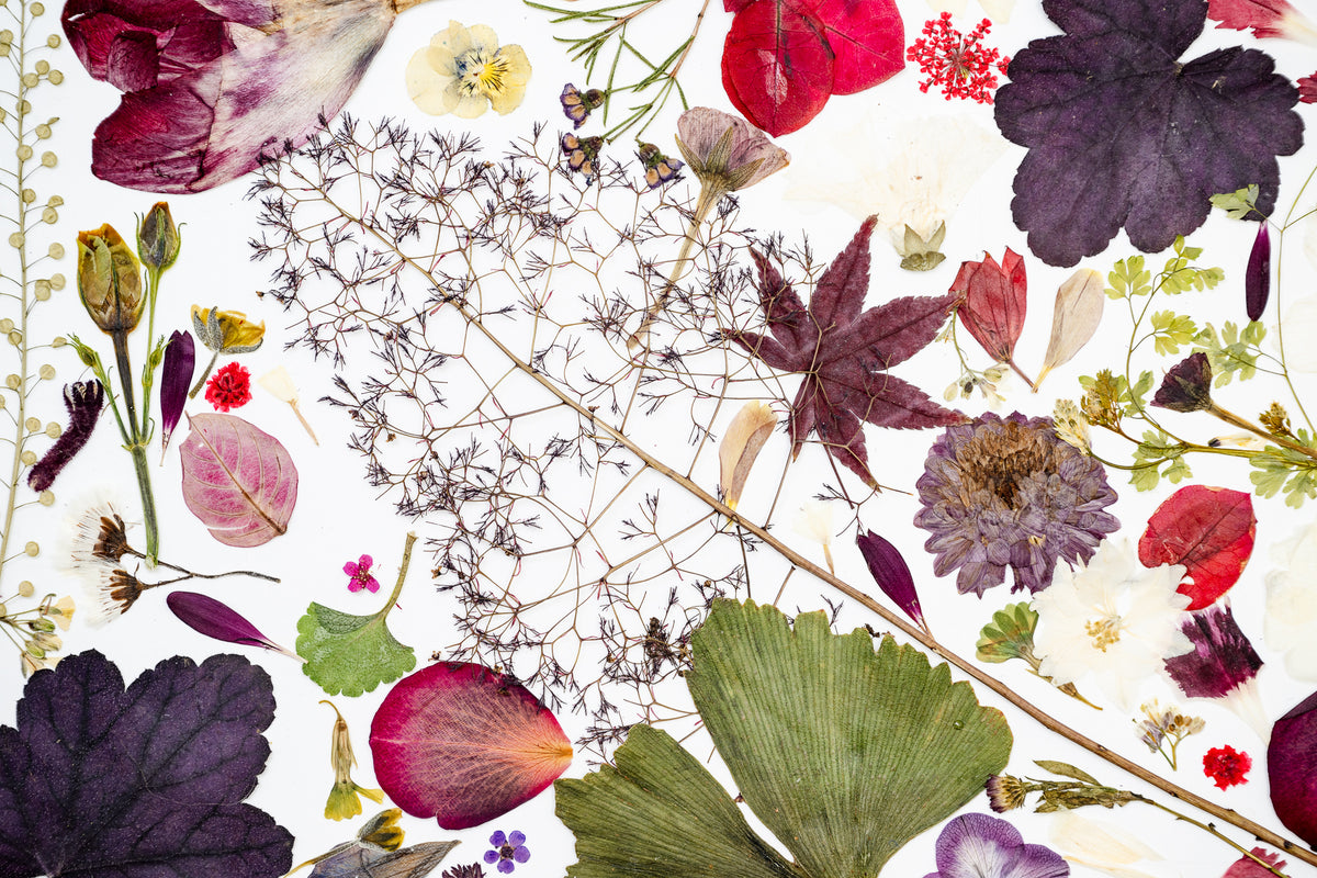 Botanical Series N° 25, geperste bloemen in kader, foto 3