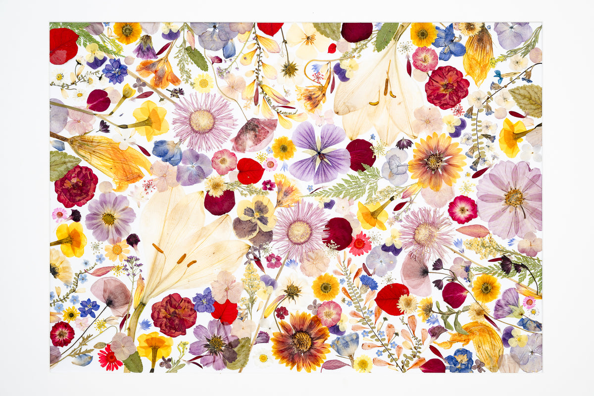 Botanical Series N° 26, geperste bloemen in kader, foto 2