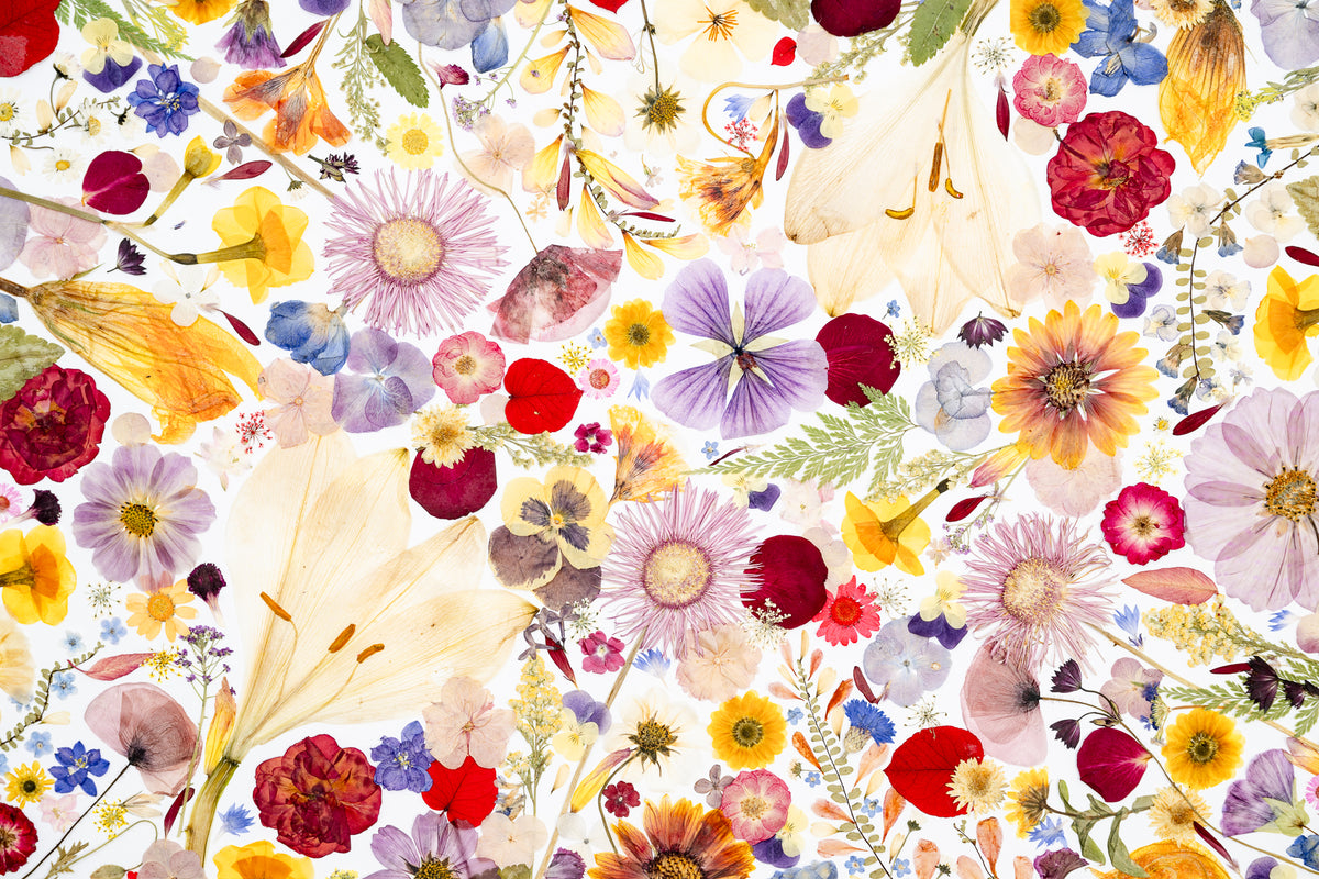 Botanical Series N° 26, geperste bloemen in kader, foto 3