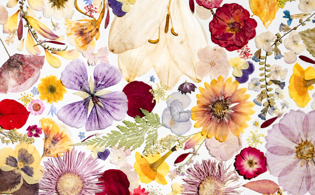 Botanical Series N° 26, geperste bloemen in kader, foto 6