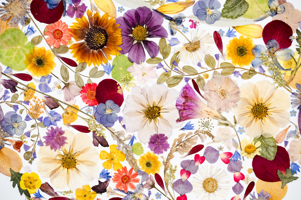 Botanical Series N° 29, geperste bloemen in kader, foto 2