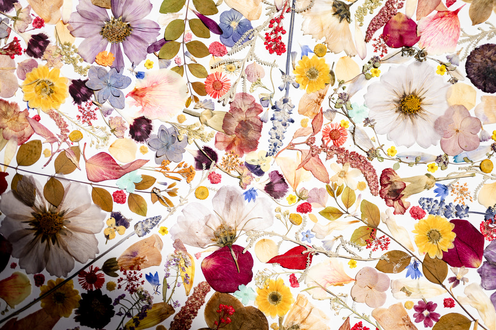 Botanical Series N° 30, geperste bloemen in kader, foto 3